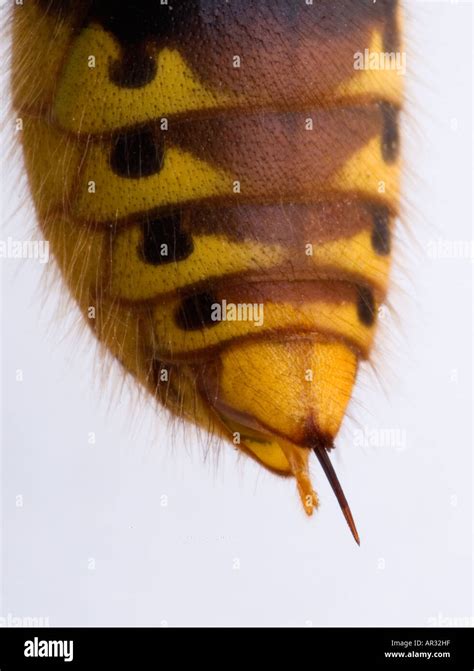 Hornet Vespa crabro Sting Stock Photo - Alamy