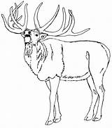Dibujos De Alces  Imprimir Para Colorear sketch template