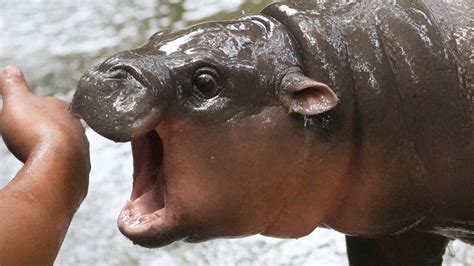 Baby pygmy hippo Moo Deng takes the world by storm | kiiitv.com