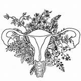 Uterus Coloring Page Pages sketch template