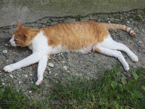 Orange and white tabby cat 3477252 Stock Photo at Vecteezy