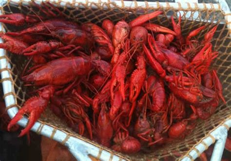 Live Crawfish - Heads or Tails Cajun Crawfish