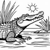 Basking Crocodile coloring Page Lulu Pages sketch template