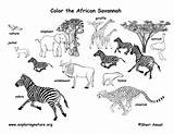 African Safari Animals Coloring Pages  Home sketch template