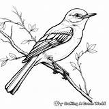 Mockingbird Coloring Pages  Free & Printable sketch template