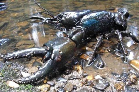 Tasmanian Crayfish Profile. The Largest Crayfish in the World - Shrimp ...