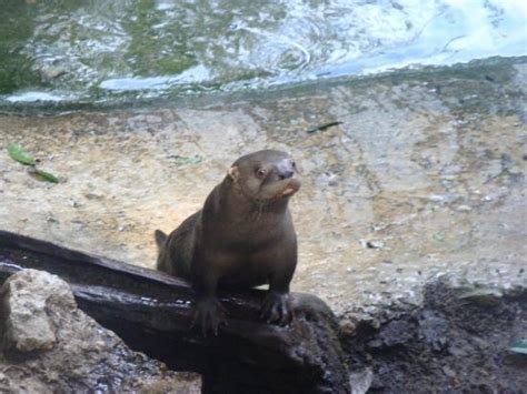 Zoológico Miguel Álvarez del Toro (Tuxtla Gutierrez) : 2021 Ce qu'il faut savoir pour votre ...