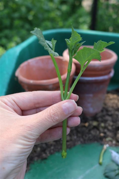 How to take Dahlia cuttings – more blooms for free - The Tea Break Gardener