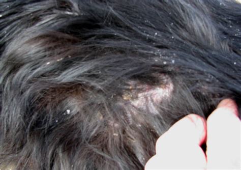 How To Help Dandruff In Dogs