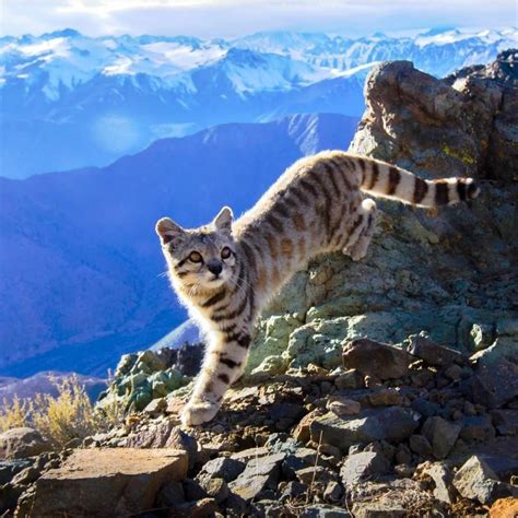 The Andean Mountain Cat – FELIS-UK