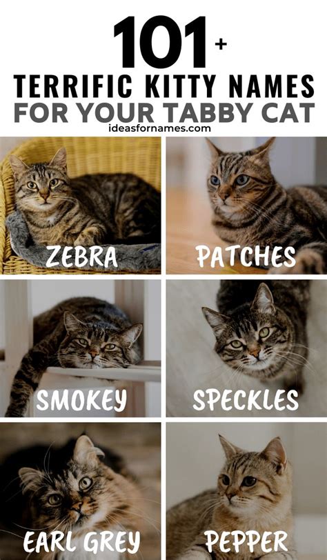 Cat Names Unique Scottish