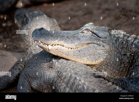 Alligator American Alligator Predator Reptile Teeth Stock Photo - Alamy