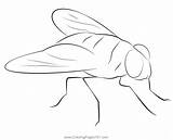 Bluebottle Fly Coloring Page For Kids  Free Butterflies Printable sketch template
