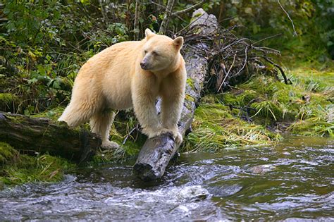 International Wildlife Adventures Opposes Oil Pipeline and Tankers in Spirit Bear Habitat