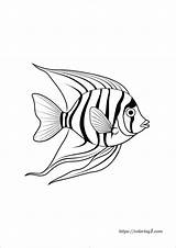 Angel Fish  Free Coloring Sheet sketch template
