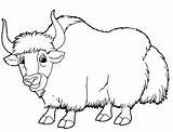 40  Yak Coloring Pages Free Printable PDF & Online sketch template