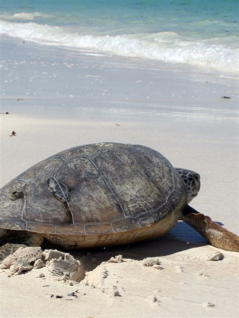 Green Sea Turtle On Beach