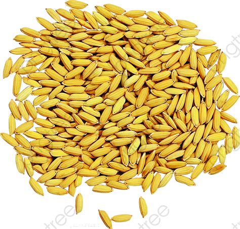 Rice clipart rice seed, Rice rice seed Transparent FREE for download on ...