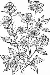 Botanical Drawing Coloring Vector Art Icons And Graphics For Free  sketch template