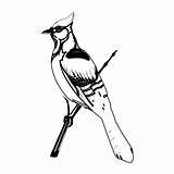 Woodpecker Coloring Pages  ColoringBay sketch template