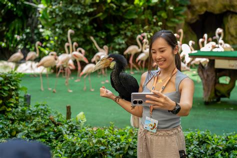 Experience staycation with flamingos in Jurong Bird Park, Singapore ...