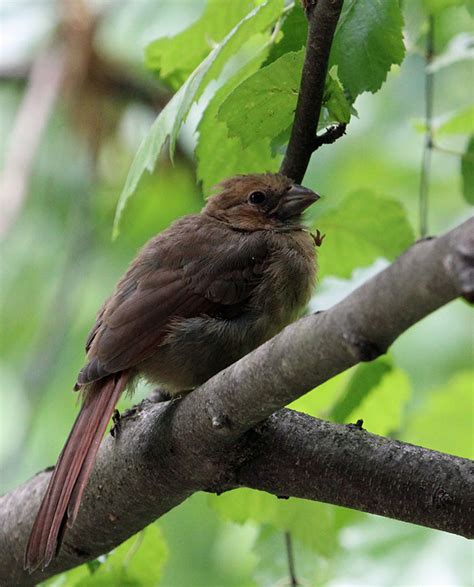 Baby Cardinal - Christy Cox Photography