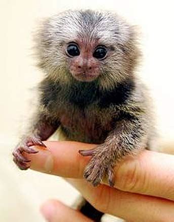 What is a Finger Monkey? | Animal Pictures and Facts | FactZoo.com
