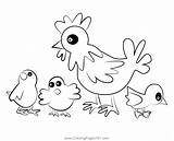 Poultry Chicken Coloring Page For Kids  Free Chickens Printable sketch template