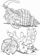 Free Printable Hermit Crab Coloring Pages For Kids sketch template