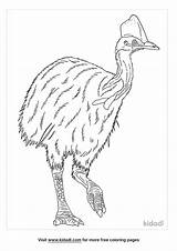 Cassowary Coloring Page  Kidadl sketch template