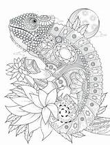 Coloring Chameleon Pages Color Kids Sketch Page sketch template