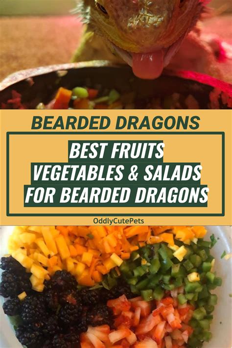 Best Fruits, Vegetables, and Salads For Bearded Dragons | Bearded dragon food, Bearded dragon ...