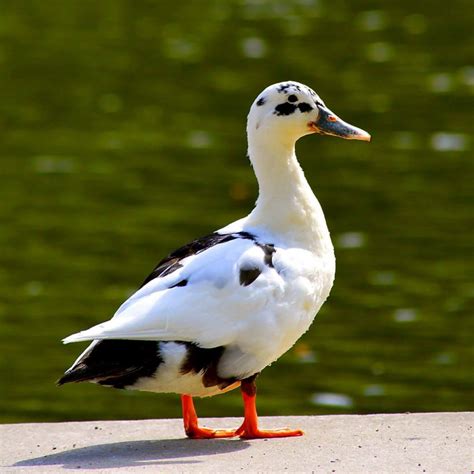 Ancona Duck - Raising Ducks