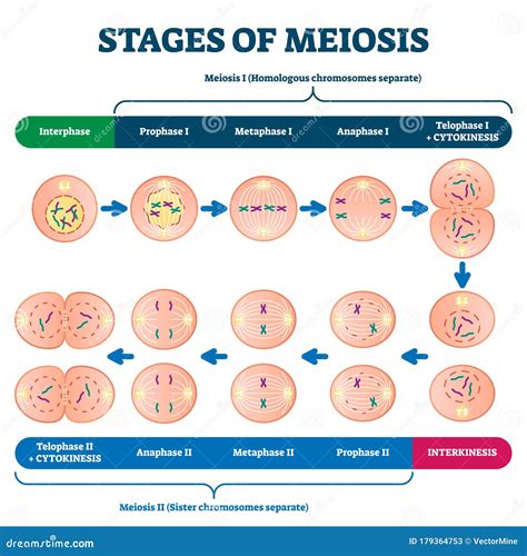 Mitosis And Meiosis Stages