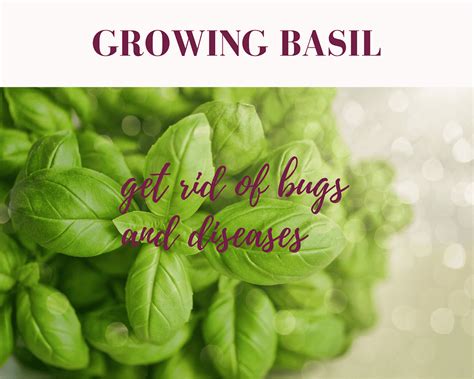 How to take care of basil plant problems | Gardenologist
