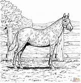Free Printable Realistic Horse Coloring Pages  Coloring Home sketch template