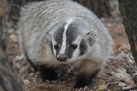 Definitive Guide To American Badger Facts, Habitat, Conservation Status ...