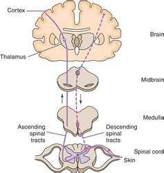 Pain receptor | definition of pain receptor by Medical dictionary