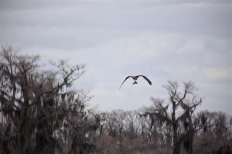 MOSSY BRAKE CAMP CADDO LAKE SWAMP TOURS - Updated November 2024 - 29 Photos - 449 Sesame St E ...