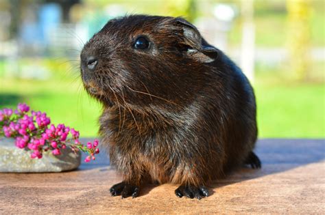 Brown Guinea Pig image - Free stock photo - Public Domain photo - CC0 ...