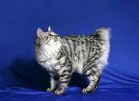 Kurilian Bobtail Cat - Breed Profile and Facts