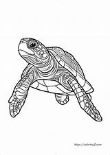Turtle Coloring Pages  25 Free Printable Coloring Sheets 2024 sketch template