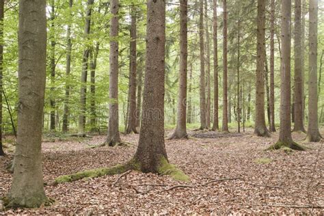 Green forest landscape stock image. Image of beech, green - 184640821