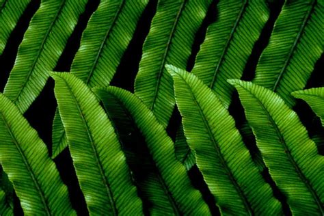 Fern Symbolism & Meaning (Invisibility & Fortune)