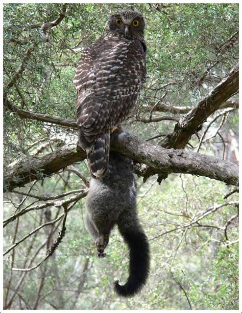 The Habitat Advocate » Blog Archive » Australia’s Owls – death from a thousand fires