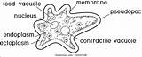 Coloring Page Amoeba Proteus Nucleus Contractile Stock Vector Royalty  sketch template