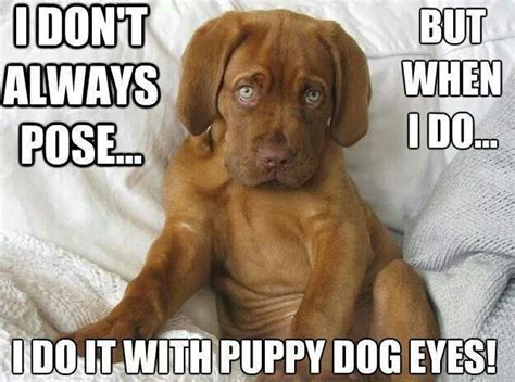 #Dogue #de #Bordeaux I Love Dogs, Puppy Love, Cute Dogs, Adorable Puppies, Funny Animal Pictures ...