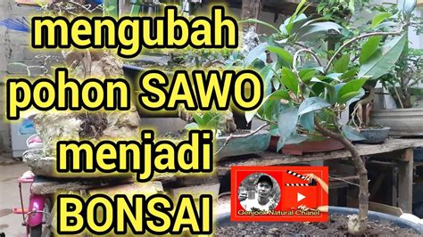 Pohon sawo, bisakah dijadikan bonsai..? Simak hasilnya - YouTube