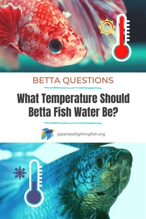 Betta Fish Water Temp Guide: What's The Ideal Range?