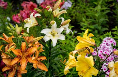 23 Lily Garden Ideas For This Year | SharonSable